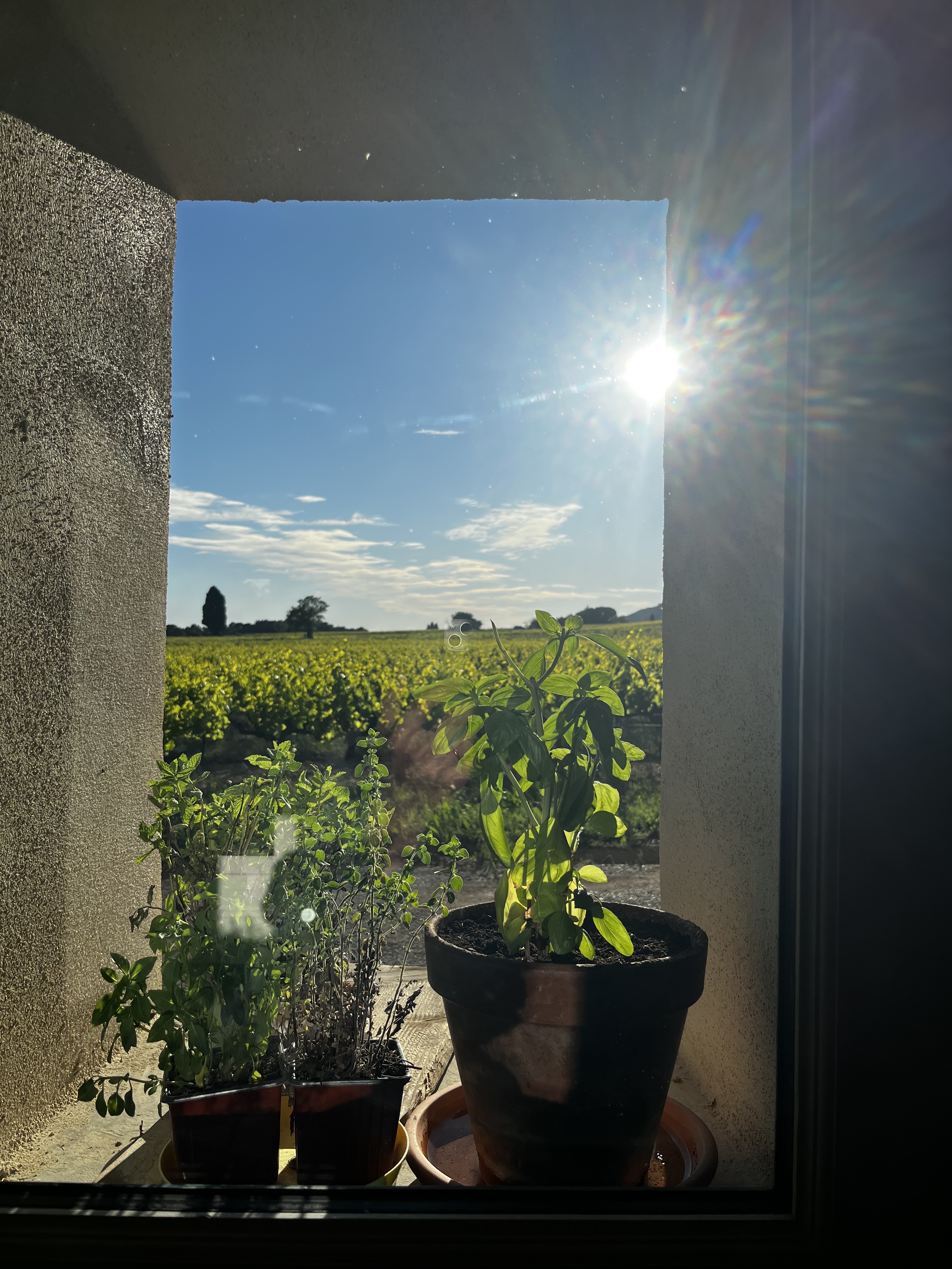 Vue sur vignes depuis le séjour en été